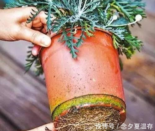 土壤|花盆出现这些“东西”，赶紧换花盆，不然活不过一个月
