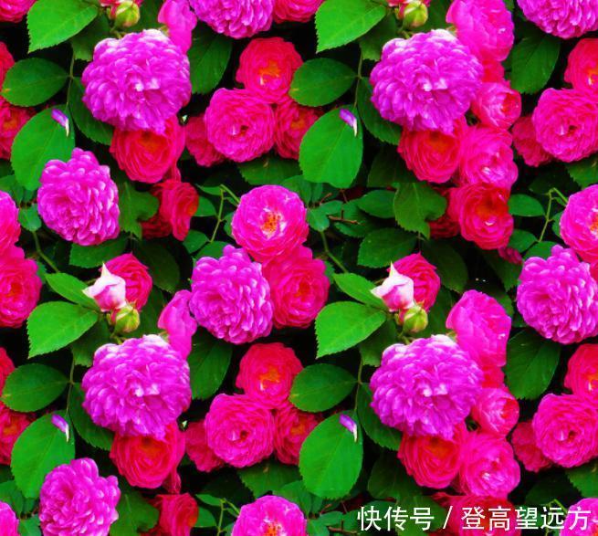 月季上总是出现黑斑？知道这些，有效预防黑斑病