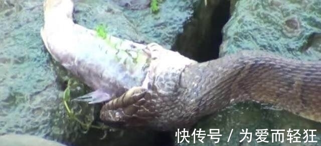 老农河边钓鱼时发现海滩上有东西在蠕动,仔细一看,瞬间乐坏了!