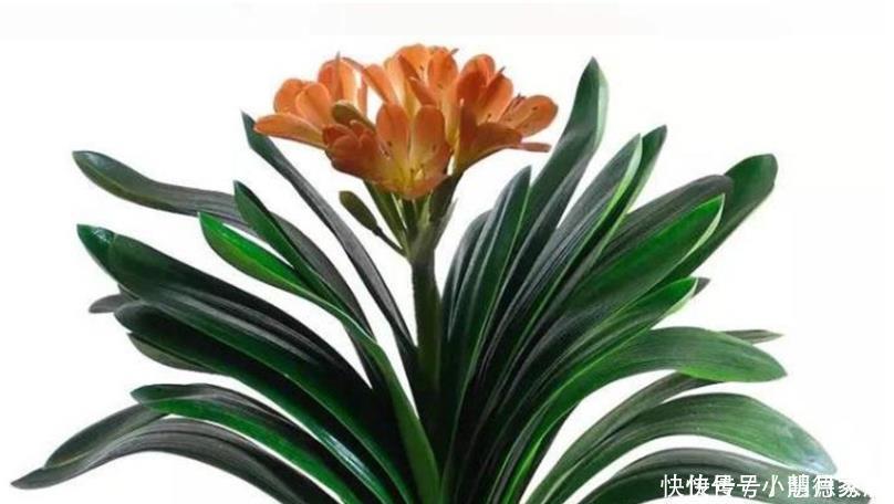 护根|养君子兰要先养好根，三种东西养根又护根，多年经验积累