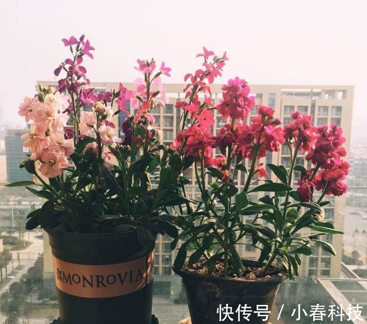 此新型盆栽花卉,植株低矮,四季花开,漂亮似牡丹花,还很好养