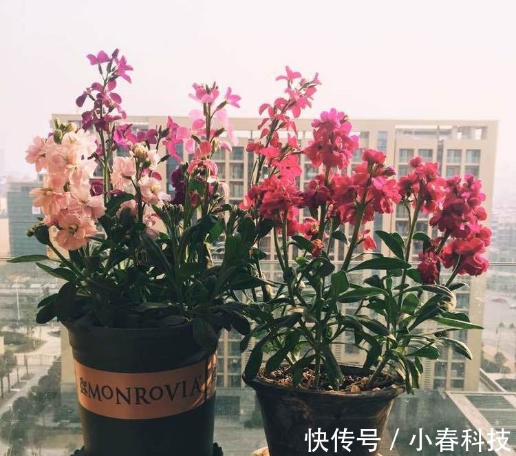 养兰人|此新型盆栽花卉，植株低矮，四季花开，漂亮似牡丹花，还很好养