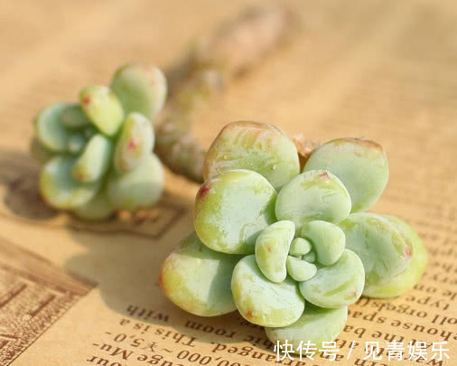 多肉劳尔怎么养教你3个盆栽小妙招，养出红润饱满的劳尔