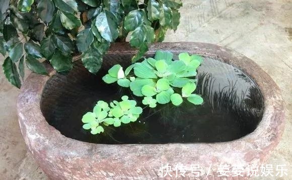 养护|周末回趟老家,捡了这些“老物件”养花,一瞬间高档、文艺