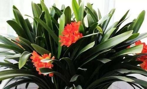 绿色植物|君子兰开花掌握4个“要点”,不出一月长花苞,花开时间持久