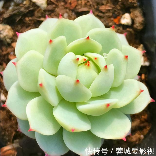 多肉|盘点5种最不好养的多肉，各种问题多，花友慎入