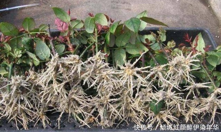 “生根水”不用买家里就有好几种 ,比买的更好用,白根蹭蹭长