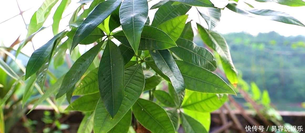 才能|降温了,这些花得断肥、控水,才能越长越好!