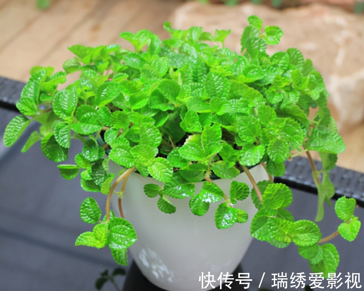 厕所再小，也要养盆吸味花，清除臭味、异味效果好