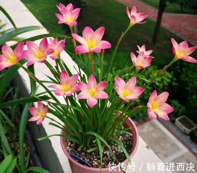 植株|这种花超好养,不怕日晒雨淋,家里养几盆,繁花满枝,清新又养眼