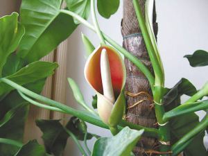 婆婆养了5年的绿萝开花了,美出新高度,朋友大老远跑来看