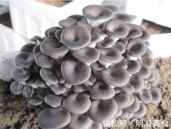 菌包|养花不如种“蘑菇”,好养又漂亮,两天采摘一次,一次能收20斤!