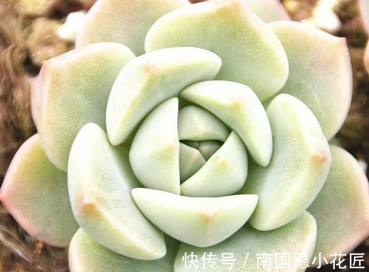 万万想不到此个，多肉竟然占，人气排行榜第一