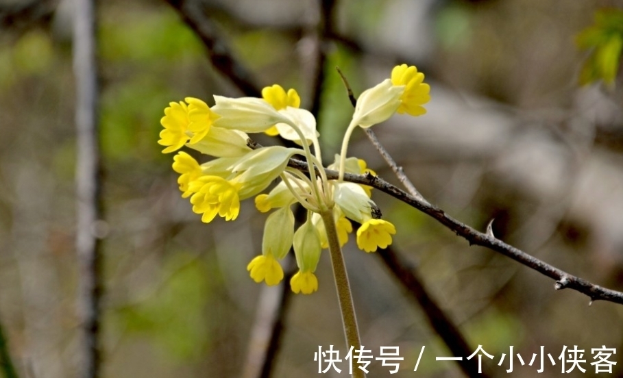 旧情人|6月底，喜得桃花运，夜不能寐，3大生肖情深似海，旧情人回心转意