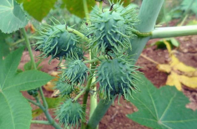 农村随处可见的蓖麻,竟然做成了生化武器,而且原理很简单