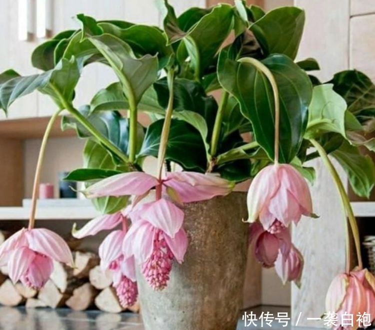 养花就养这几款,全年开花不停,花色艳丽,开成百花园!