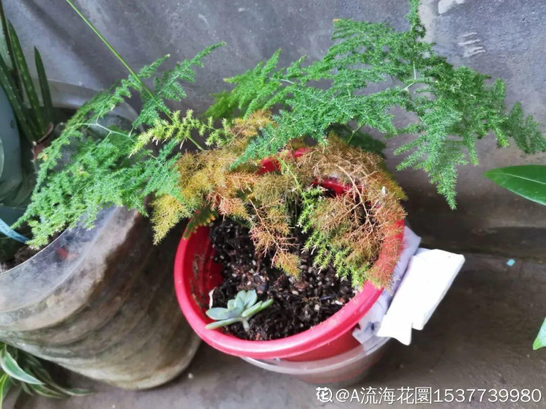 叶子|20种花，天凉了赶紧剪，来年开花有多又艳！