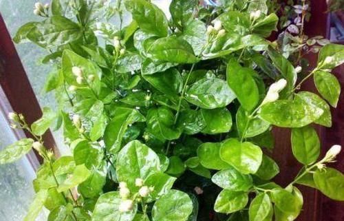 植物|养花养叶先养根掌握4个'壮根'小窍门,啥植物都能越养越好