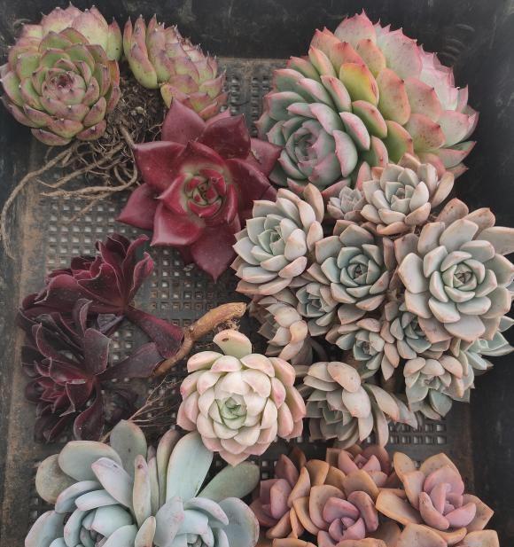 多肉不长根，试试这种“小药水”，滴上两滴，1周长出毛细根