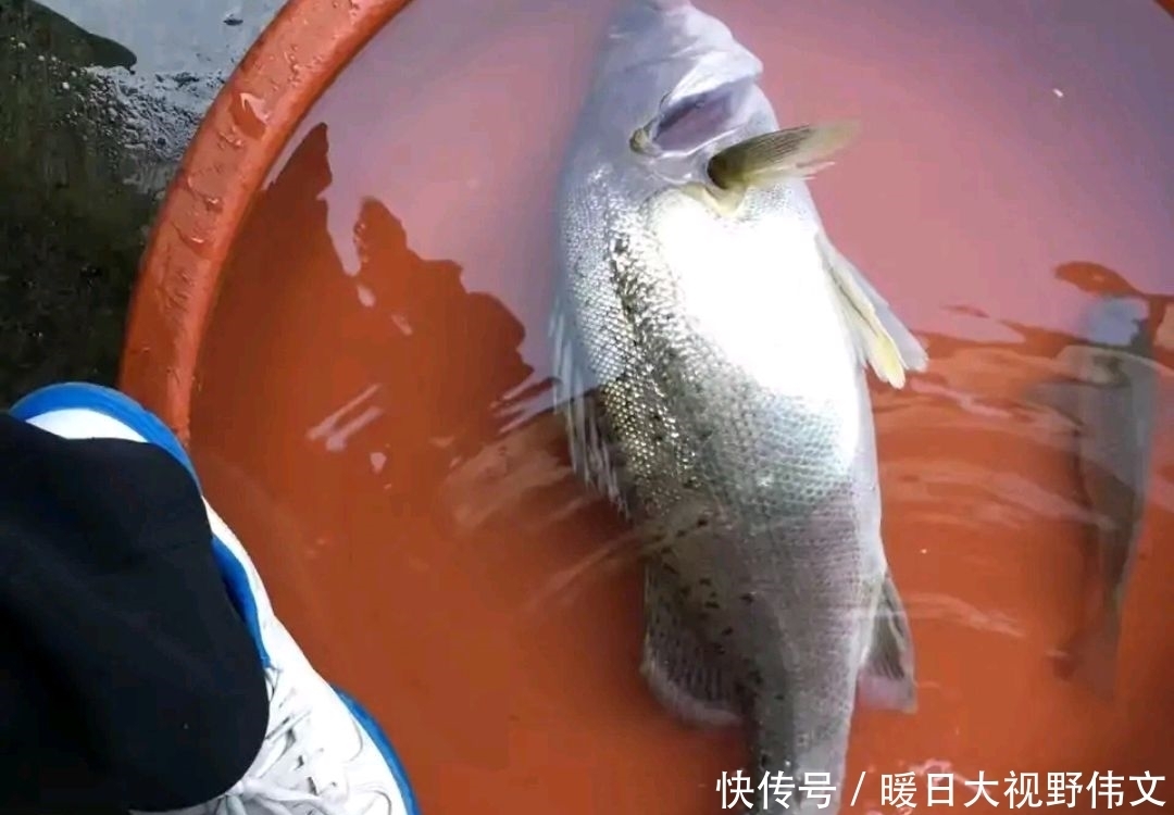 路亚|广东潮州一水库，有人钓起10多斤海鲈鱼，网友：水库有海鲈？