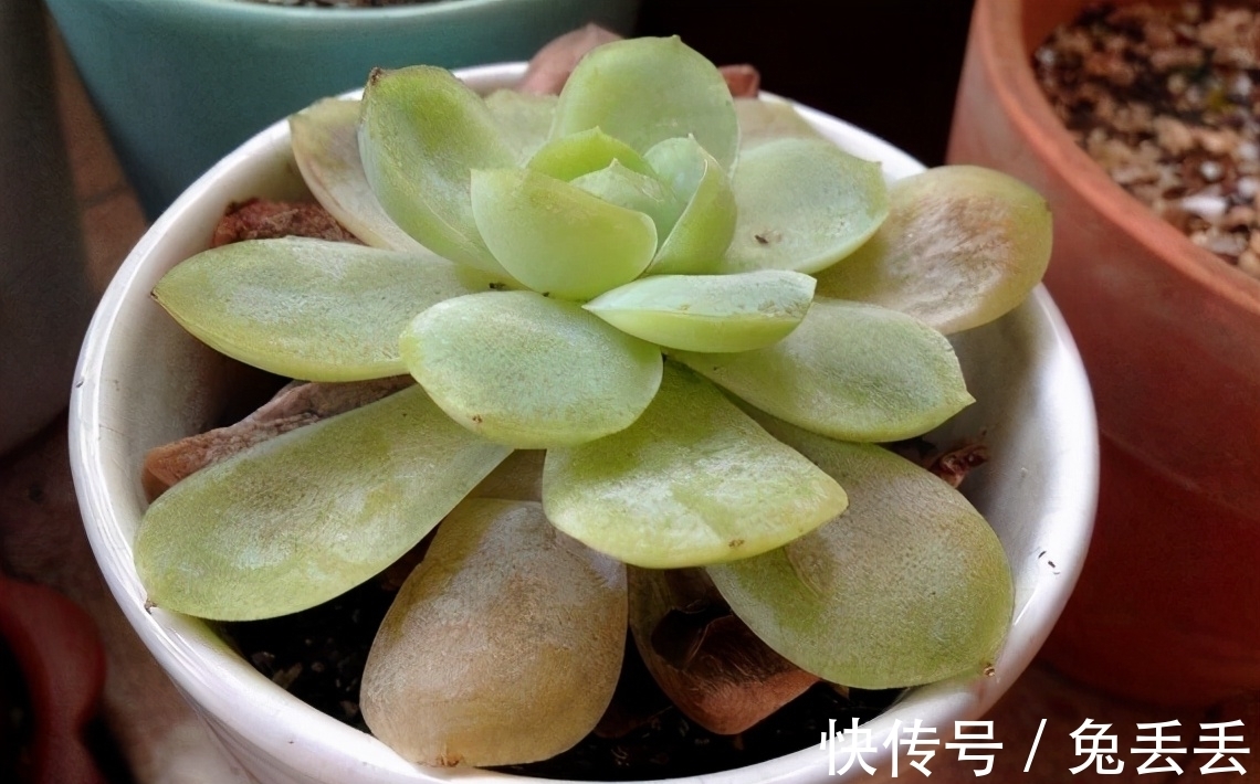 繁殖多肉的途径：砍头茎插、拿叶子催根育苗