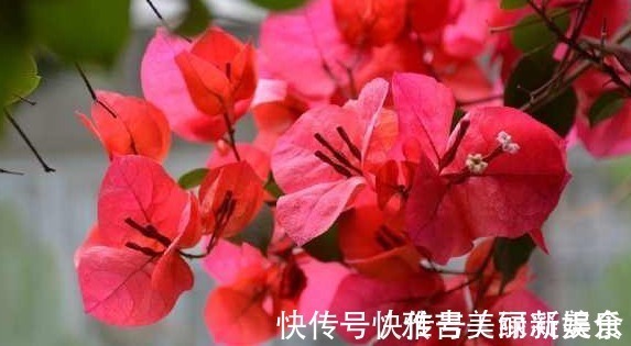 好养|三角梅原来这么好养,一年四季都开花,做到此几点就可以了