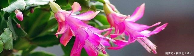 喂点“甜水”，蟹爪兰不烂根不黄叶，还开满盆花！