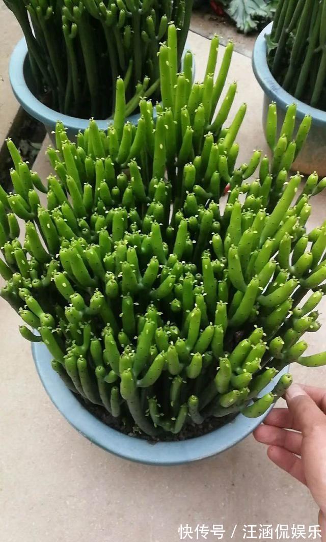 茎干|多肉“光棍树”,毒性与众不同,可远观不可亵玩