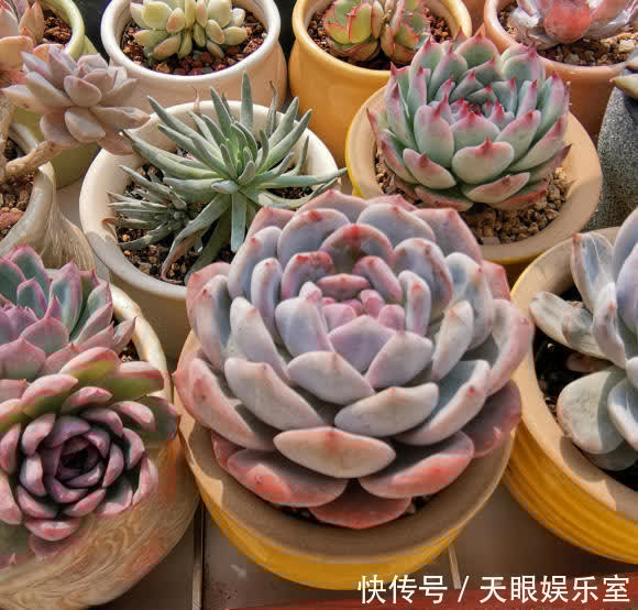 叶片|养多肉，带有目的性的去养，往往会养的更好，以养状态为主