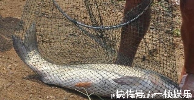 钓法|确认过眼神，草鱼只需按我说的钓，天气再冷也照样狂拔，莫忽视
