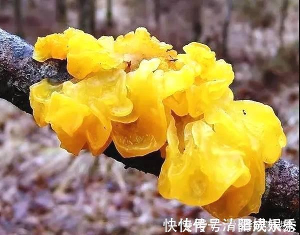 海带苗|建议中老年人:别舍不得花钱!多吃下面这些食物,营养美味气色好