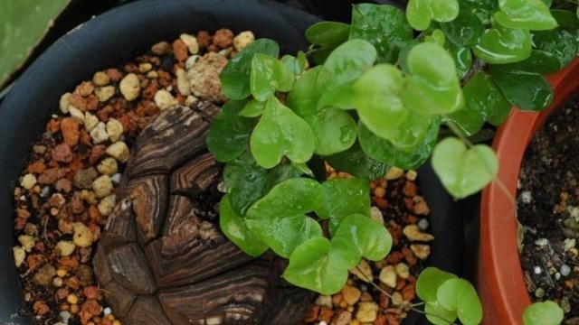 蚂蚁|花农养花为啥成本这么低学会用小苏打,几十盆都花不了2块钱