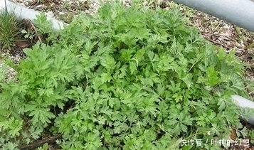 湿气|乡下遍地都是的一种“野草”，去除“湿气”效果好，很多人忽视了