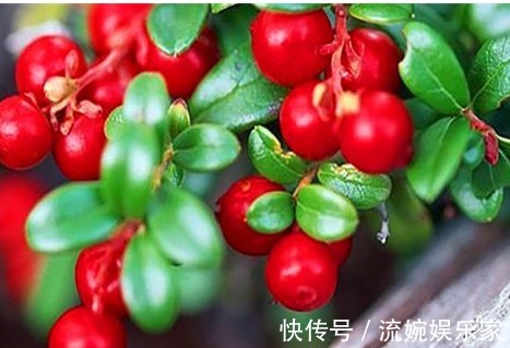 瘦身|秋季养生,推荐的食物,排毒消脂,清理肠胃,营养又瘦身