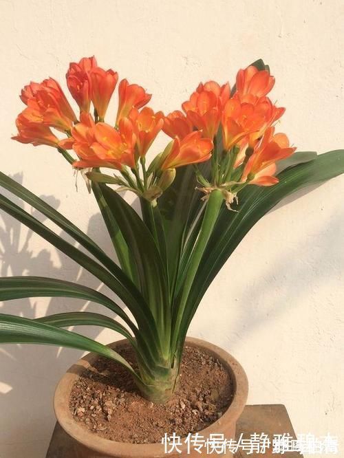 君子兰总是不长，不开花，施什么肥才能生长旺盛并且开花呢？