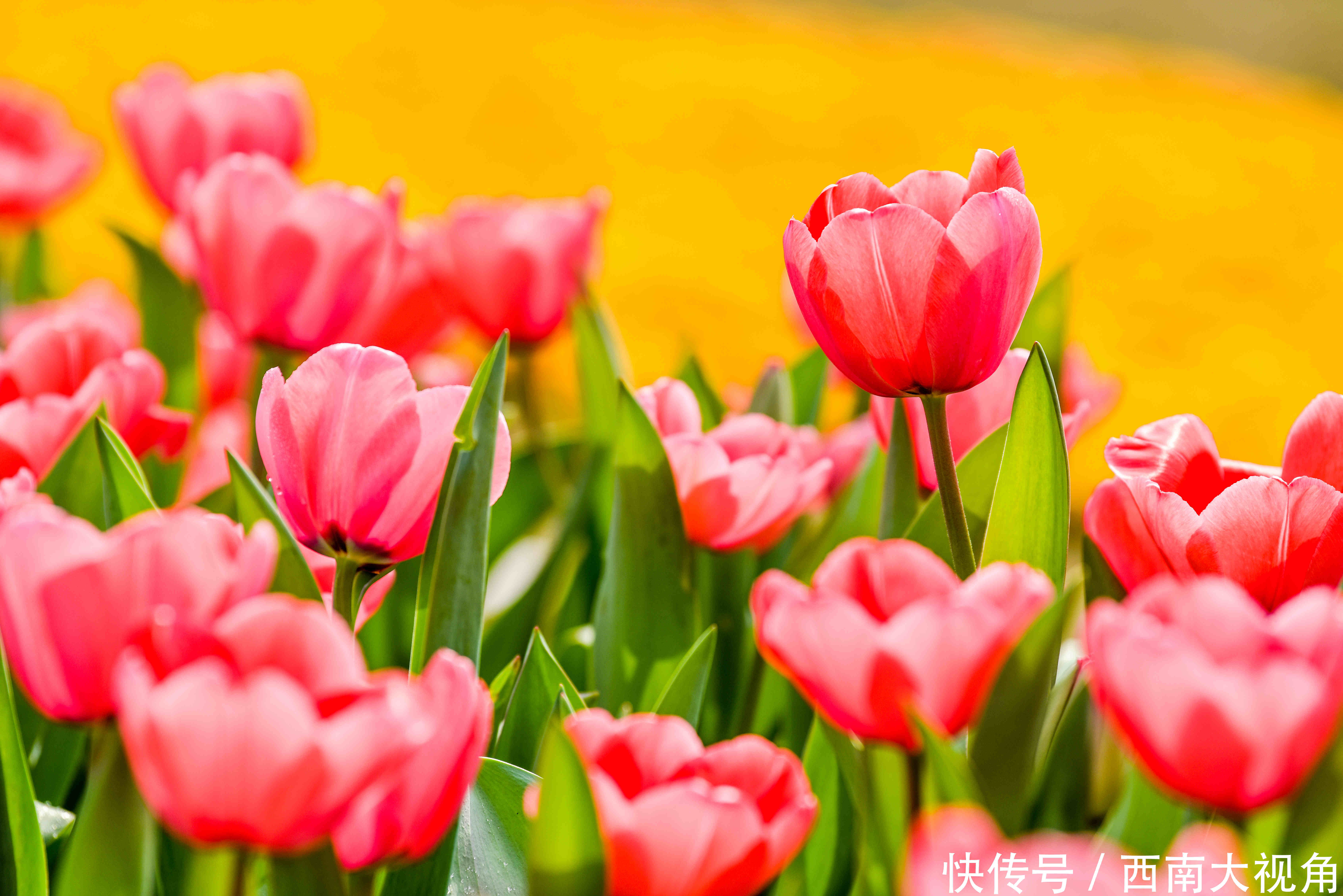 大年初一,秀丽东方风景如画、游人如织 再次提醒大家,请一定要提前一天转发和预约哦