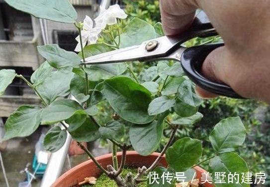 想让茉莉养得好，看完这些就够了