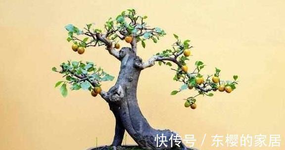 金弹子|造型多样有趣开花清雅宜人金弹子盆景正确养护技巧你知道吗