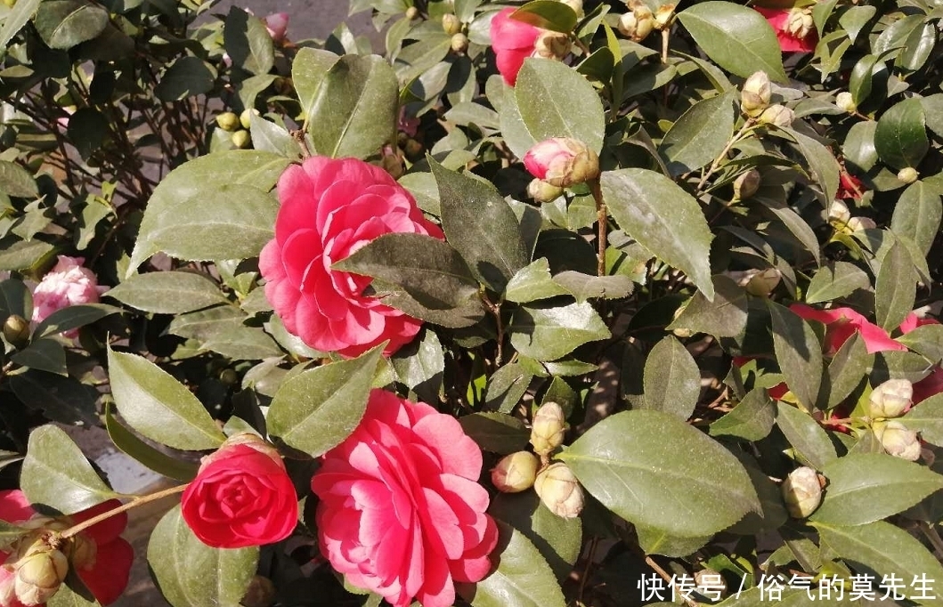 这7种年宵花,花开富贵、喜气临门寓意好,你最喜欢哪一种?