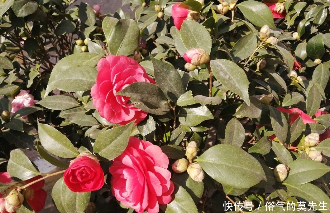 这7种年宵花，花开富贵、喜气临门寓意好，你最喜欢哪一种？