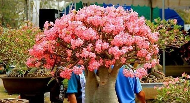 盆栽花卉|此花俗称“最美盆栽花卉”, 再贵也要种2棵, 一年开6次, 沾土就活!