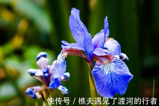 适合养在室内的3种花,开花比牡丹漂亮,一年循环开花,漂亮极了