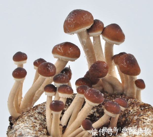 阳台不止能养花，还能种蘑菇，15天一茬，2个月吃不完