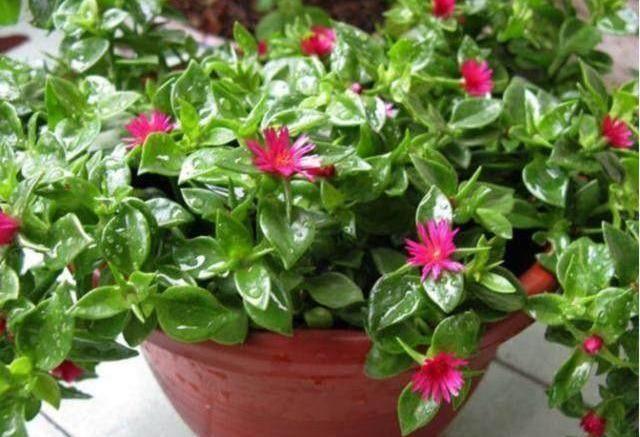 盆栽牡丹吊兰,2种养法,勤人“养成菜”,懒人“花爆盆”