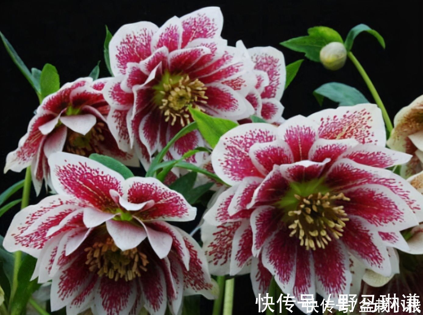 名字不好听,花朵很鲜艳,知道的花友不多,你认识吗?