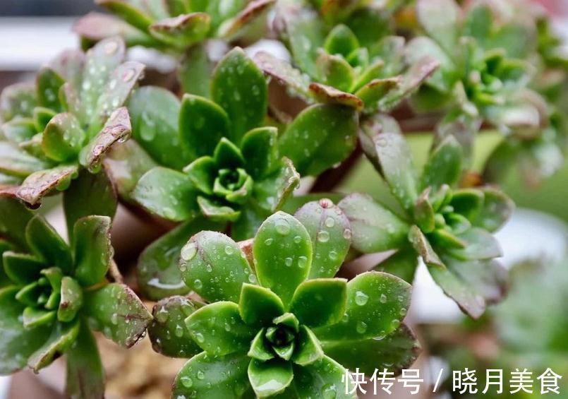 花卉换盆叶片容易发蔫,掌握3点换盆技巧,让花卉快速服盆