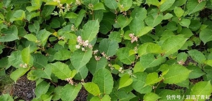 花花|房前屋后看见这草，赶紧连根除掉，要不然有大麻烦！