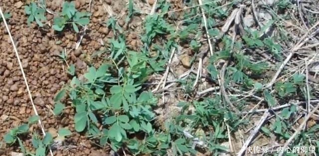 田間路邊的這種植物,果實(shí)酷似“花生” 老農(nóng)它有數(shù)百年的歷史!
