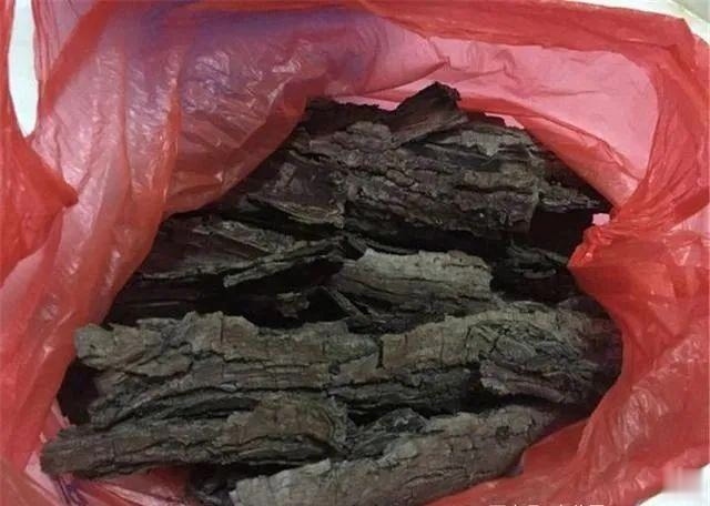 君子兰的土里掺点“它”,10年不烂根,越长越壮实