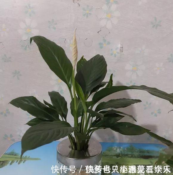 阿司匹林|家里“过期”小药片,养花是个宝,丢在盆里,比生根水还管用!